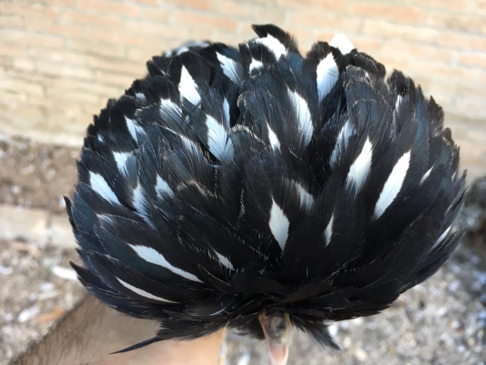 Olandese ciuffata nera picchiettata bianco, gallina ornamentale