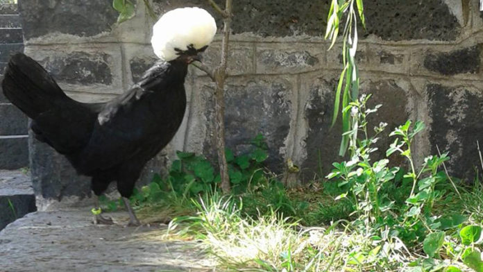 Olandese ciuffata, la gallina ornamentale più famosa d'Europa | Tuttosullegalline.it