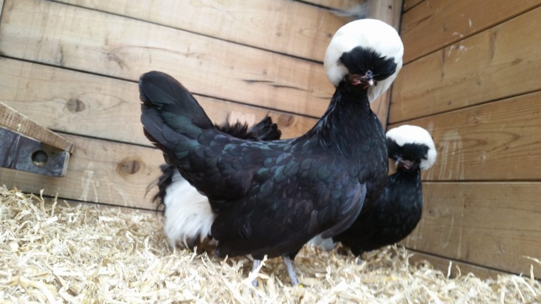 Olandesi ciuffate nere dal ciuffo bianco, galline ornamentali