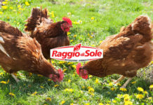 Raggio di Sole, mangimi per galline (anche NO OGM) | Tuttosullegalline.it