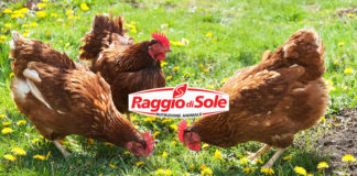 Raggio di Sole, mangimi per galline (anche NO OGM) | Tuttosullegalline.it