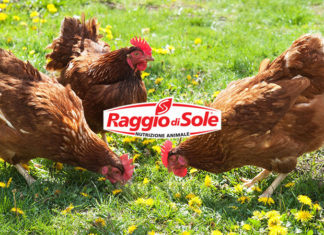 Raggio di Sole, mangimi per galline (anche NO OGM) | Tuttosullegalline.it