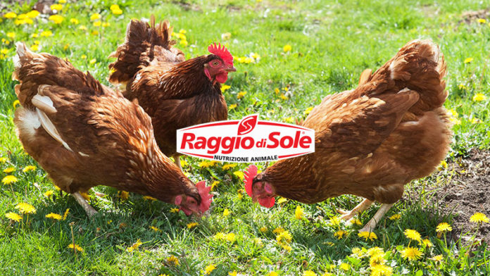 Raggio di Sole, mangimi per galline (anche NO OGM) | Tuttosullegalline.it