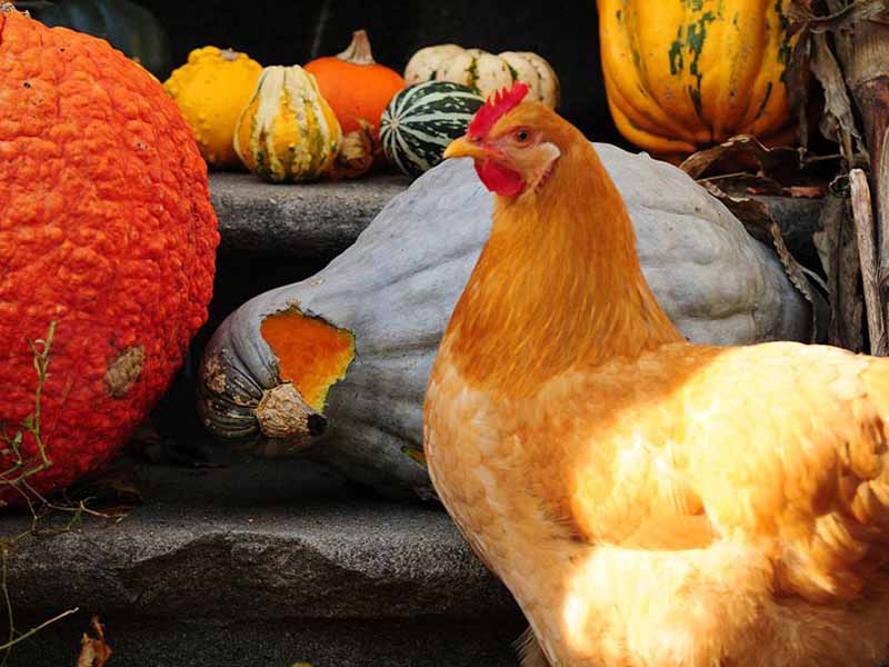 Gallina interessata alla polpa di zucca