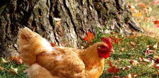 Riciclare la zucca (di Halloween) come alimento per le galline del proprio pollaio | Tuttosullegalline.it