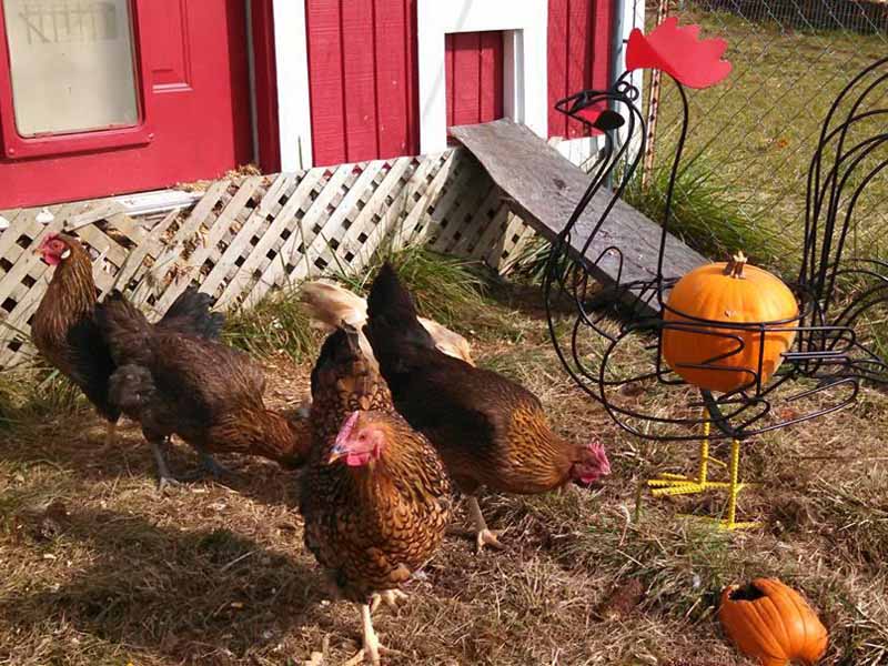 Pollaio domestico con pascolo per galline arredato da zucche