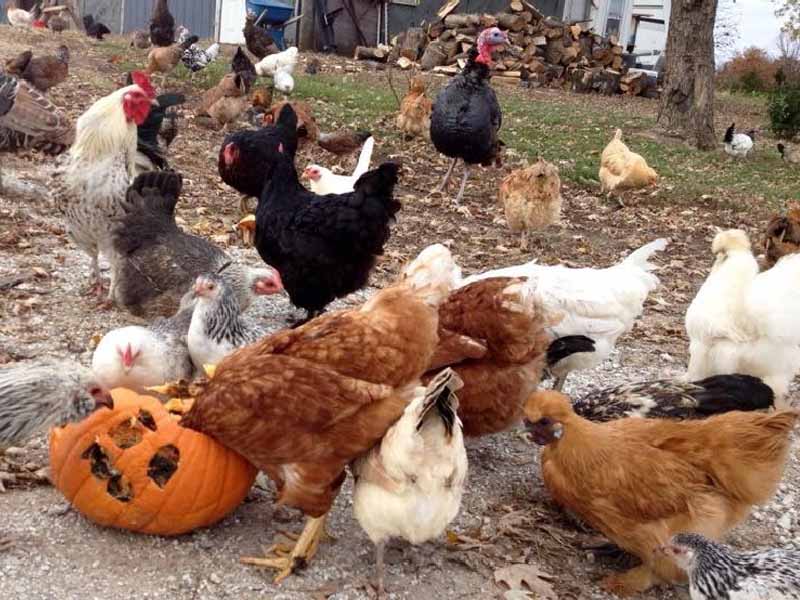 Galline a capo fitto su una zucca di Halloween