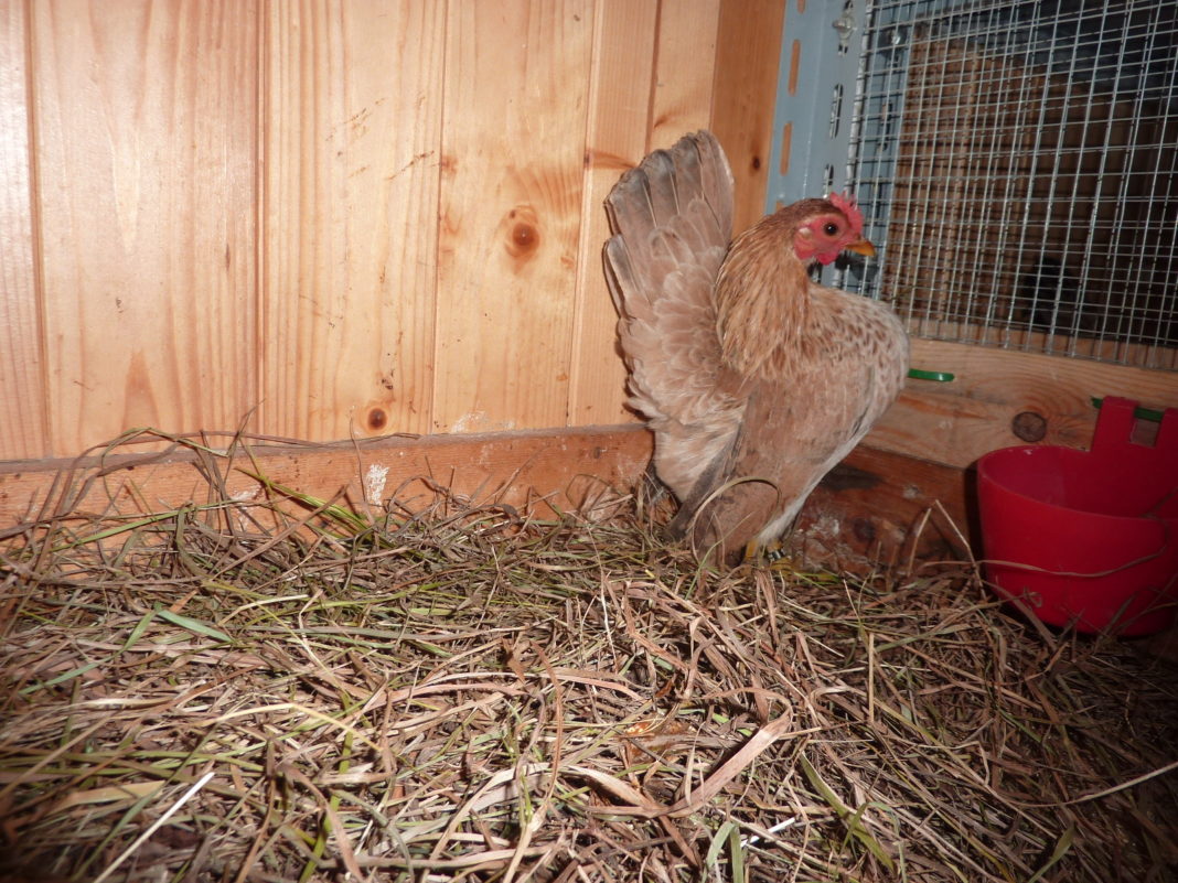 Serama gallina ornamentale, Luca Grandi, Trento