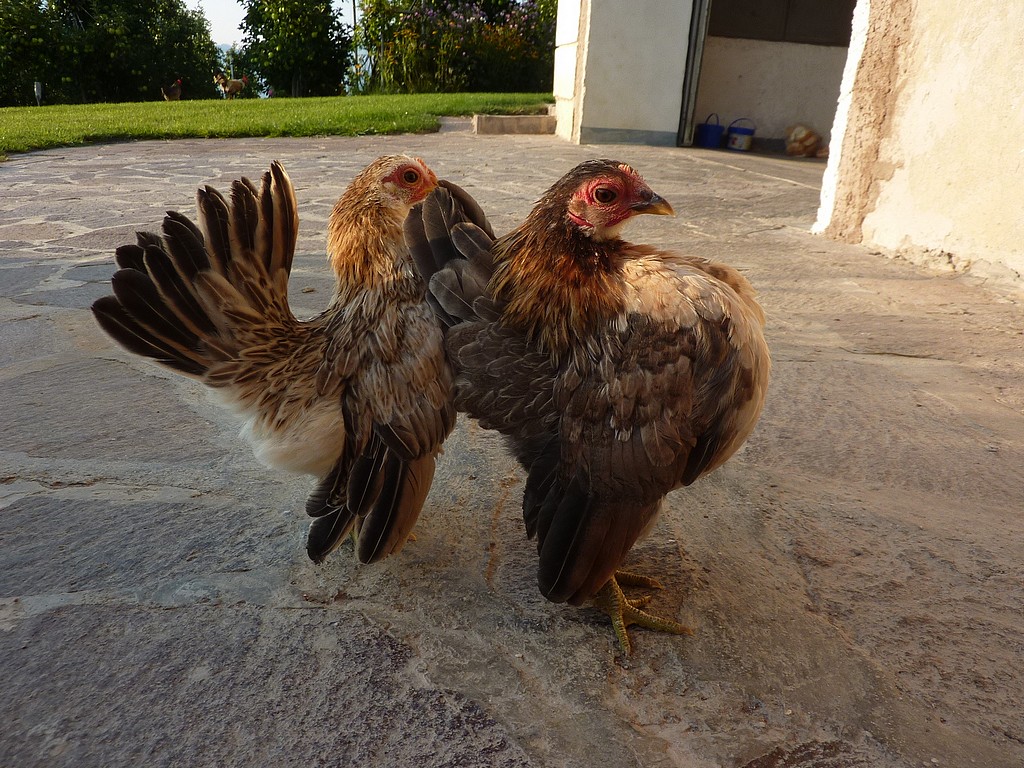 Serama gallina ornamentale, Luca Grandi, Trento