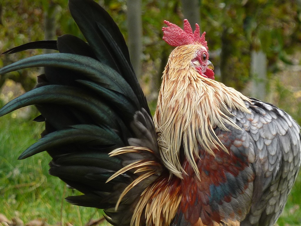 Serama gallina ornamentale, Luca Grandi, Trento