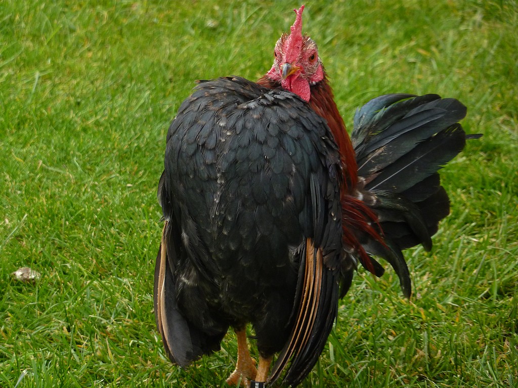 Serama gallina ornamentale, Luca Grandi, Trento