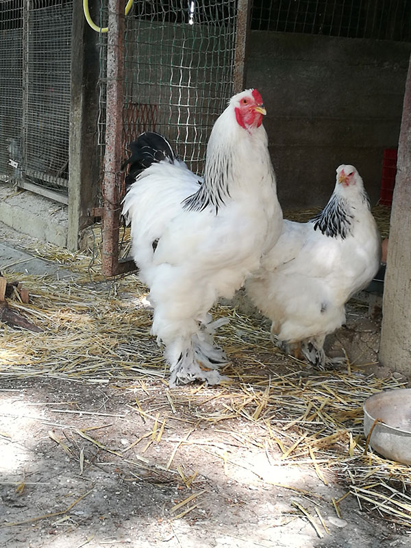 Fattoria di Campagna, allevamento galline ovaiole e ornamentali
