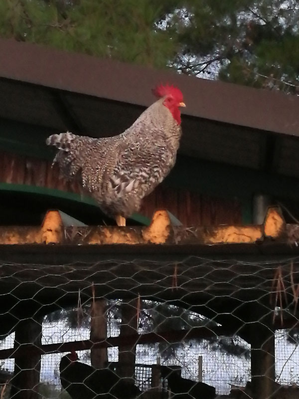 Fattoria di Campagna, allevamento galline ovaiole e ornamentali