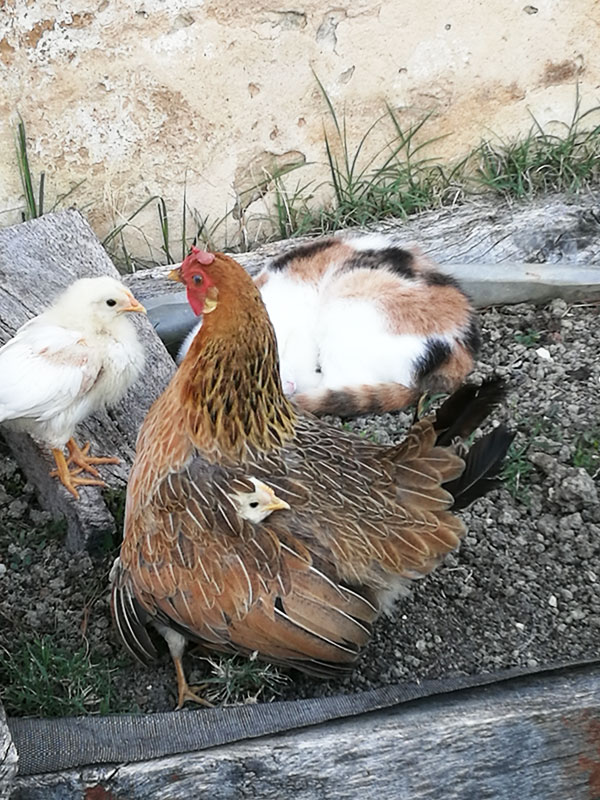 Fattoria di Campagna, allevamento galline ovaiole e ornamentali