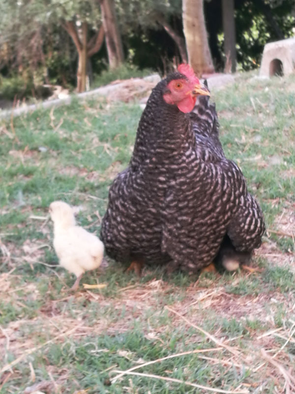 Fattoria di Campagna, allevamento galline ovaiole e ornamentali