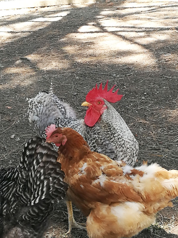 Fattoria di Campagna, allevamento galline ovaiole e ornamentali