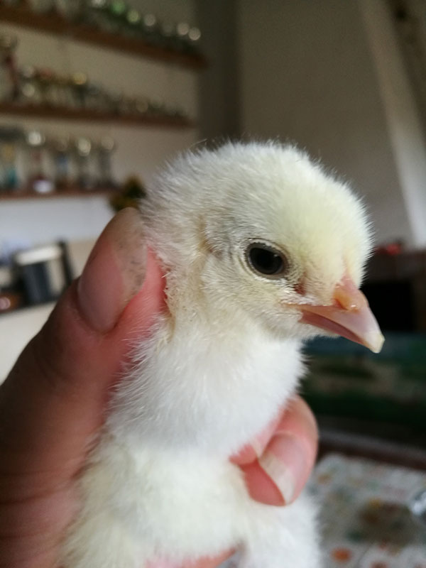 Fattoria di Campagna, allevamento galline ovaiole e ornamentali