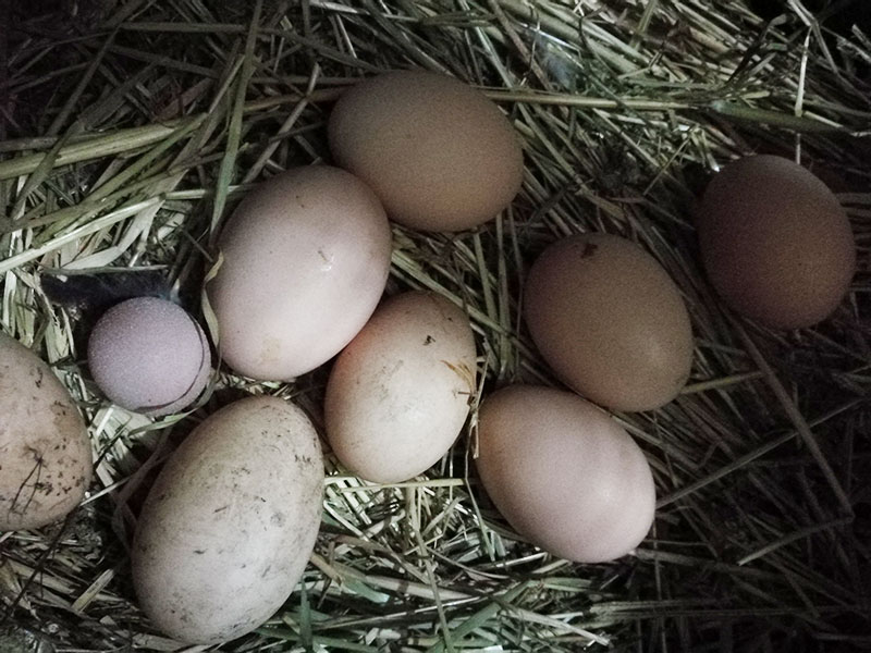 Fattoria di Campagna, allevamento galline ovaiole e ornamentali