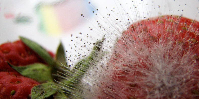 Frutta o verdura ammuffita è tossica per le galline