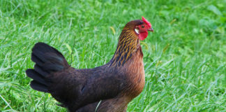 La gallina ovaiola autoctona nelle regioni italiane | Tuttosullegalline.it