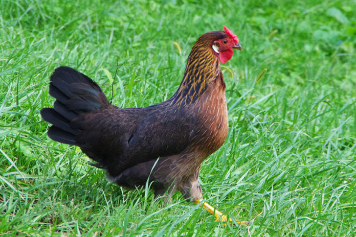 La gallina ovaiola autoctona nelle regioni italiane | Tuttosullegalline.it