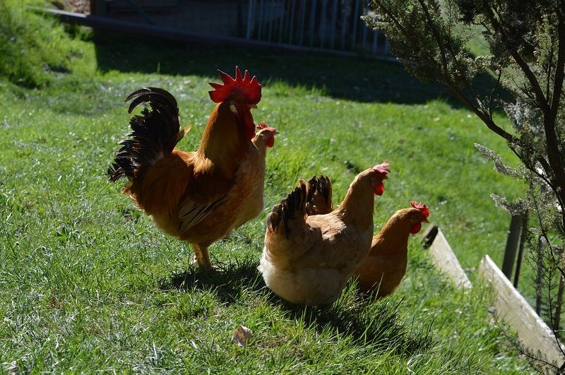 Galline di razza autoctona Bionde piemontesi a coda nera