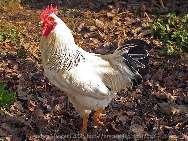 Galline di razza autoctona Ermellinata di Rovigo