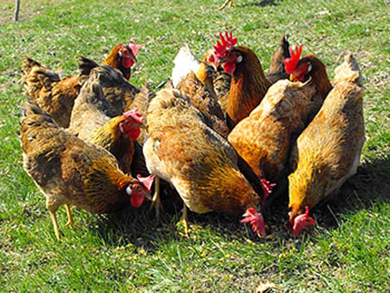 Galline di razza autoctona Fulva modenese