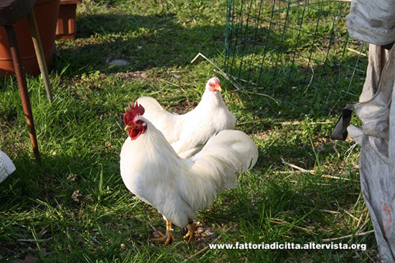 Galline di razza autoctona Mericanel della Brianza