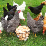 Galline ovaiole: razze più produttive e come allevarle al meglio | TuttoSulleGalline.it