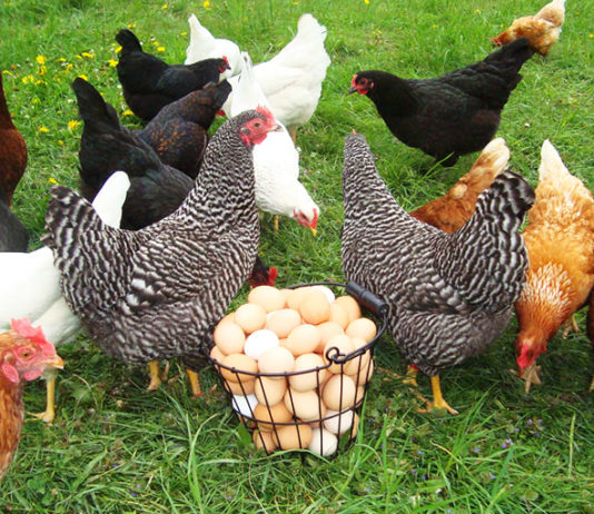 Galline ovaiole: razze più produttive e come allevarle al meglio | TuttoSulleGalline.it