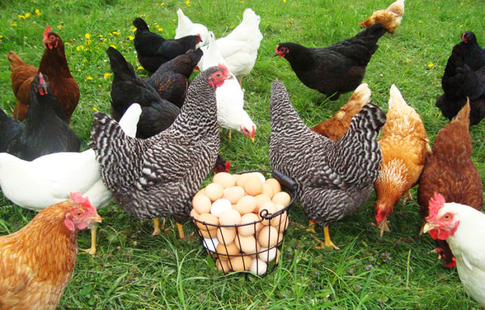 Galline ovaiole: razze più produttive e come allevarle al meglio | TuttoSulleGalline.it