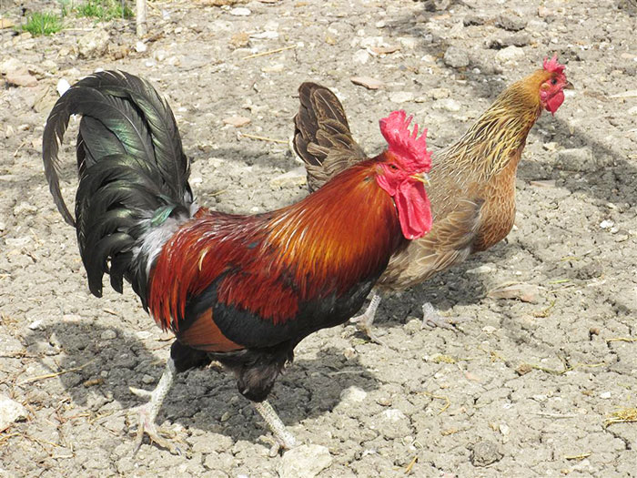 Galline ovaiole di razza Siciliana