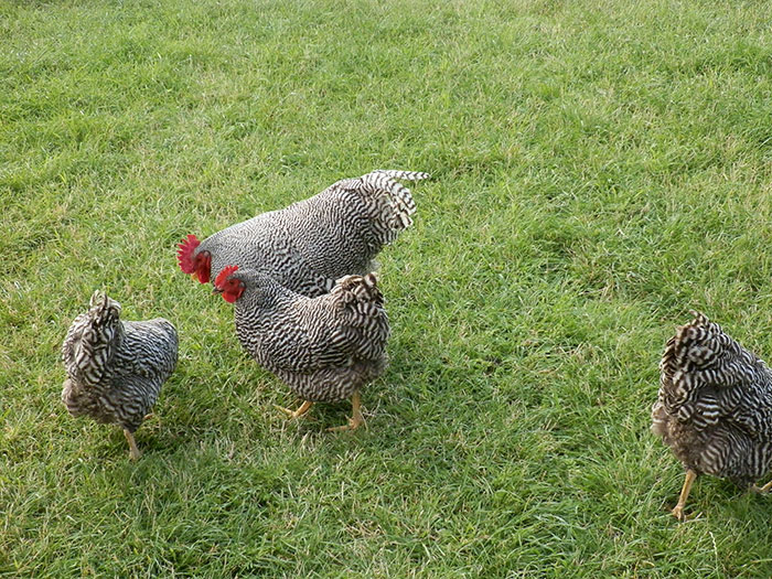 Esemplari di galline ovaiole Amrock, con barratura più irregolare