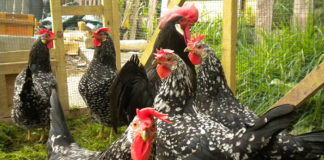 galline ovaiole di razza Ancona