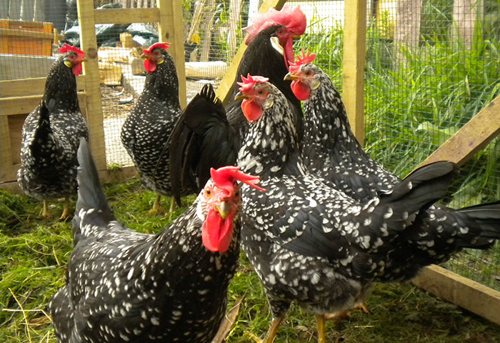 galline ovaiole di razza Ancona