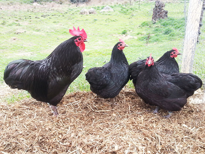 galline ovaiole di razza Australorp