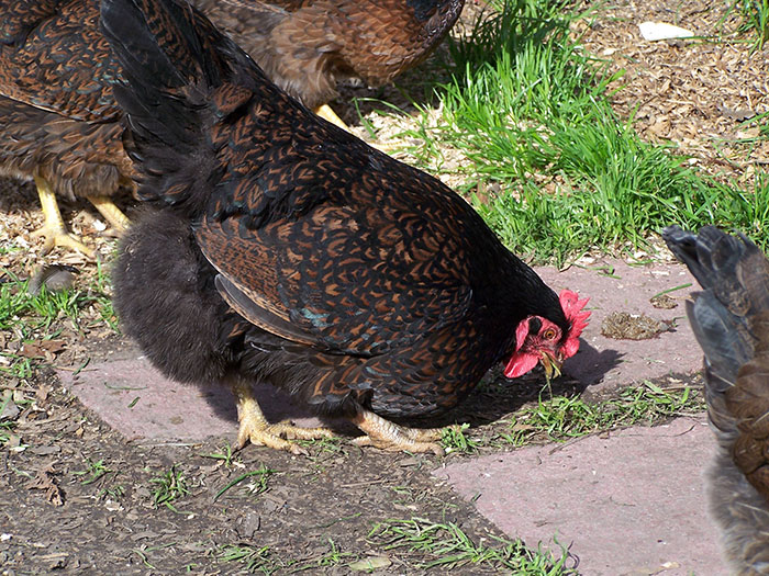 galline ovaiole di razza Barnevelder