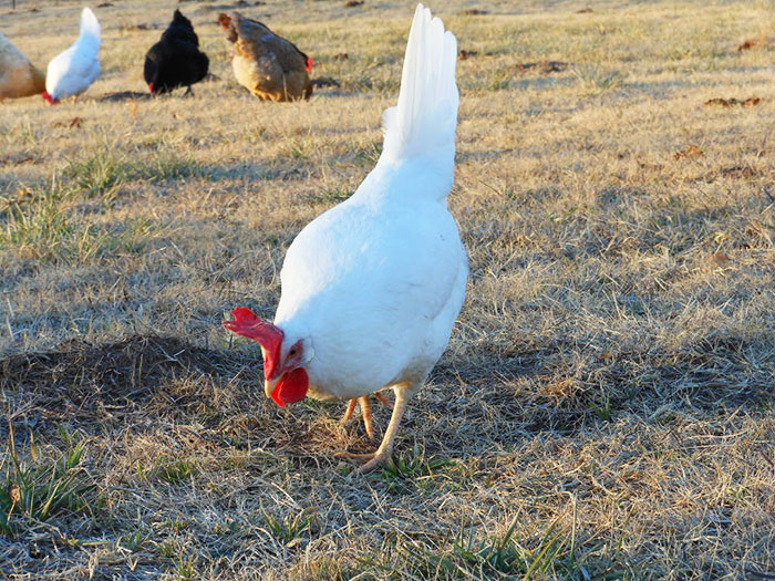 galline ovaiole di razza Livorno