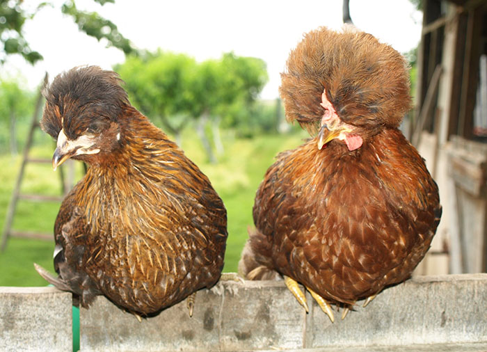 Galline ovaiole di razza Padovana