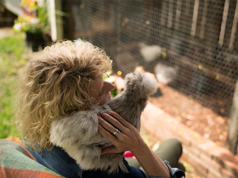 La crescente tendenza della detenzione di galline come animali familiari