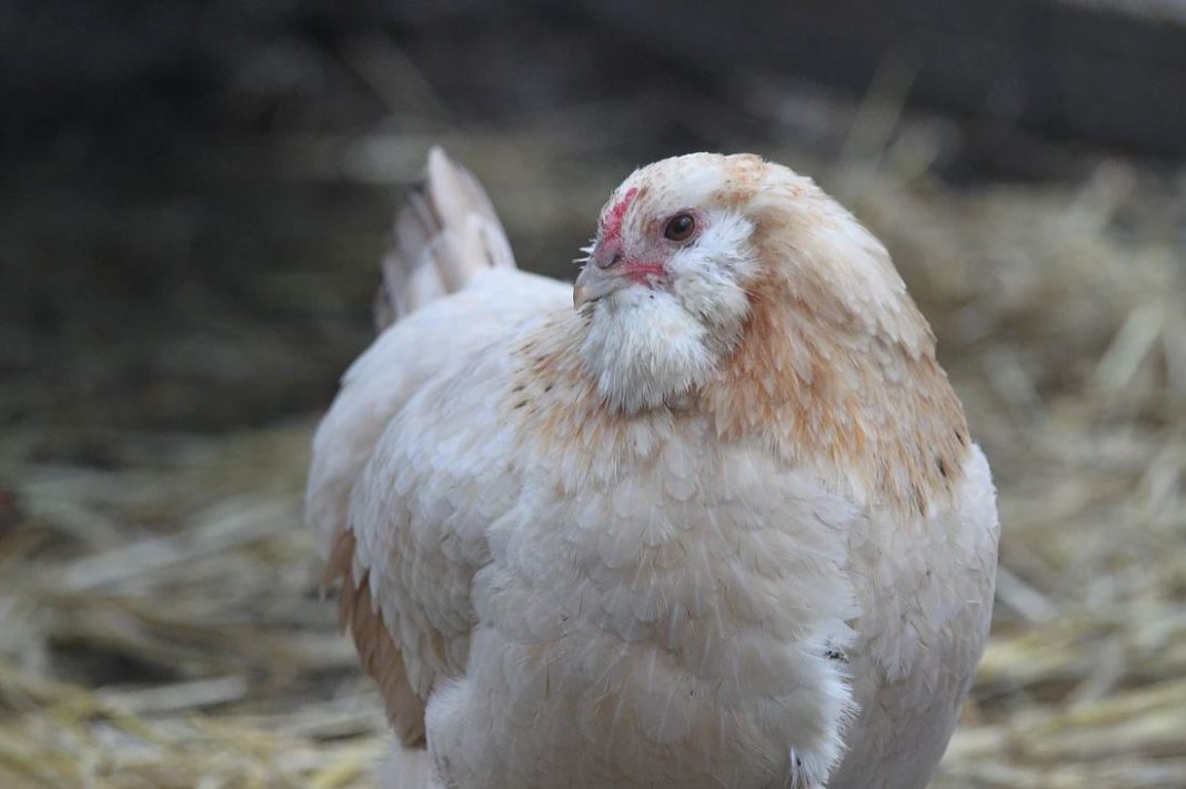 Gallina di razza Olive Egger con componente salmone