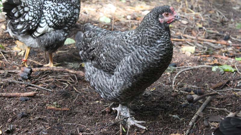 Gallina di razza Olive Egger con componente barrata e orlata nera