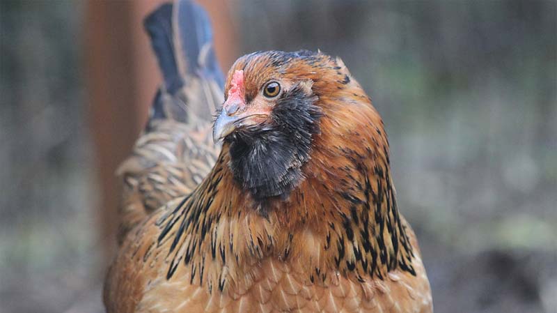 Gallina ovaiola di razza Olive Egger