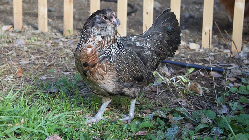 Gallina di razza Olive Egger con componente collo oro