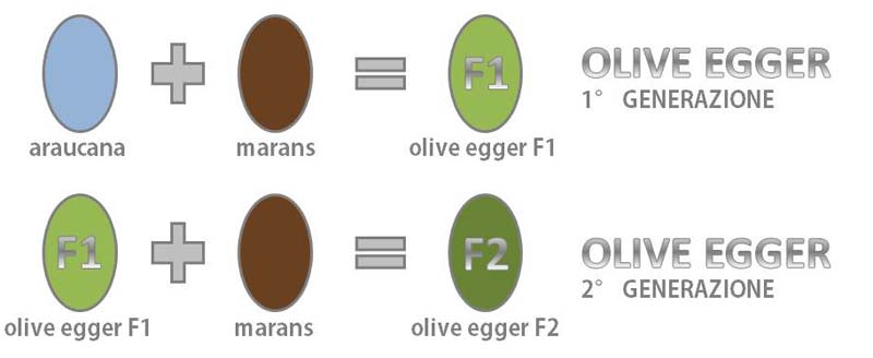 Scheme di ibridazione delle olive egger per ottenere luovo verde oliva dal colore intenso