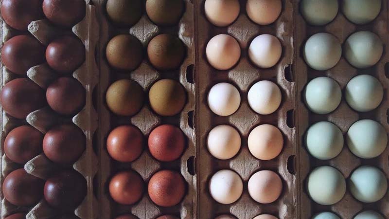 Composizione cromatica con uova dal guscio di vari colori