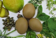 Olive Egger, gallina dalle uova verde oliva | Tuttosullegalline.it