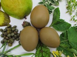 Olive Egger, gallina dalle uova verde oliva | Tuttosullegalline.it