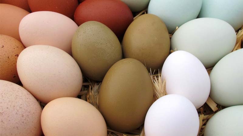 Uova a guscio marrone marrone chiaro rosa blu verde oliva e bianco